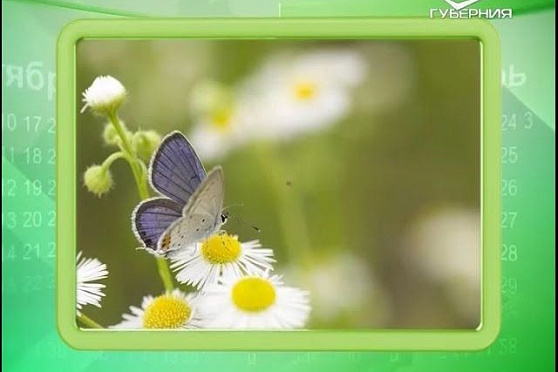 Календарь губернии 05.06.2016