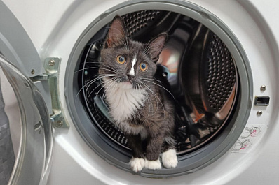 Зоопсихолог рассказал, как найти общий язык с кошкой