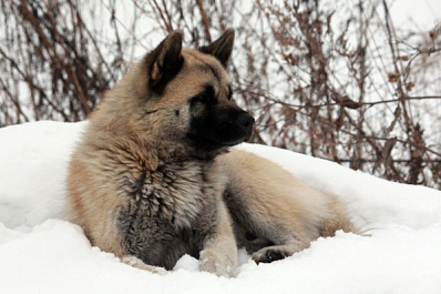 В Тольятти женщина выкинула свою собаку с верхнего этажа высотки