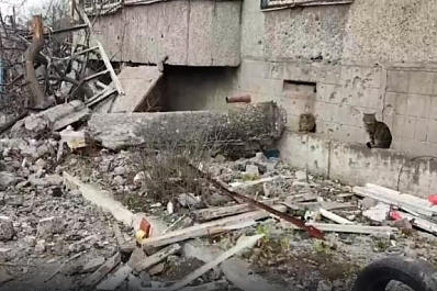 Жалобное мяуканье и взрывы: волонтеры вывозят кошек и собак из разрушенных домов Донбасса