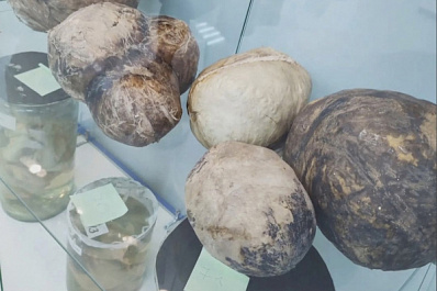 В Нижнем Новгороде после реконструкции откроется музей патологической анатомии