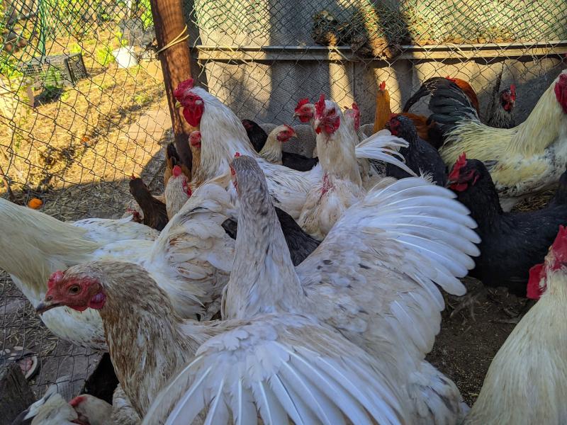 Заработают на птичках: как социальный контракт помогает многодетной семье