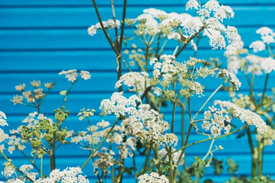 Младший брат борщевика: какую опасность несет пастернак луговой?