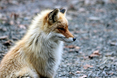 В Самарской области лисица погибла в браконьерском капкане