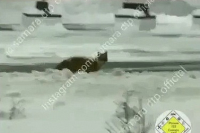 Лиса устроила забег по дорожкам вокруг "Самара Арены"