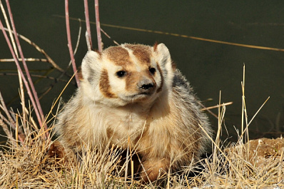 В Самарской области ввели запрет на охоту