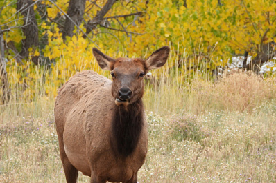 Браконьера задержали за убийство беременной лосихи