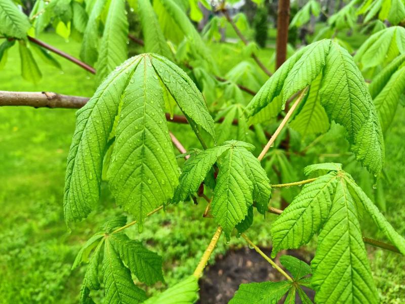 В Самарской области 24 мая будет тепло и дождливо