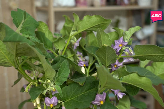 "Кормим" зимний огород, пересаживаем растения. Дачные сезоны