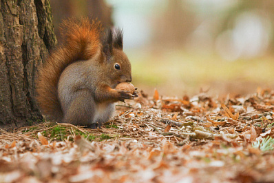 Самарцам рассказали, чем можно угостить белку в городском парке