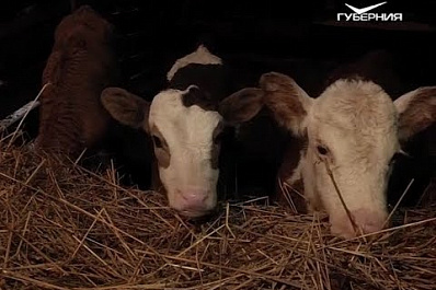 Суммы грантов для самарских аграриев вырастут почти в 2 раза