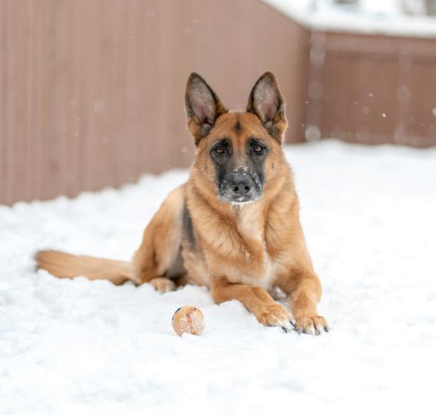 Российский Хатико умер в приюте для животных