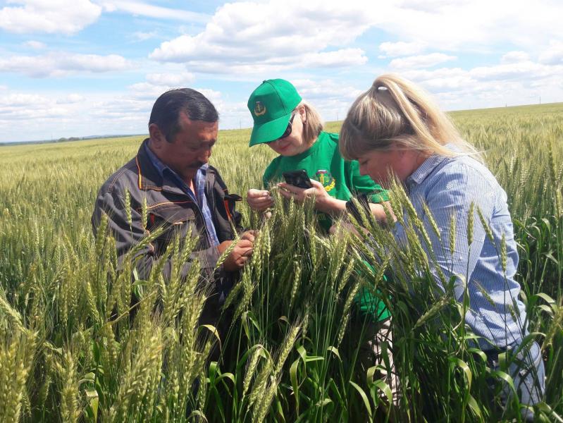 Россельхозцентр дал прогноз распространения в Самарском регионе вредителей, болезней и сорняков