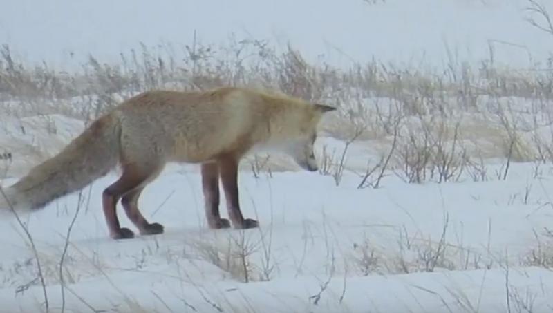 Неудачную охоту лисы запечатлели в заповедниках Оренбуржья