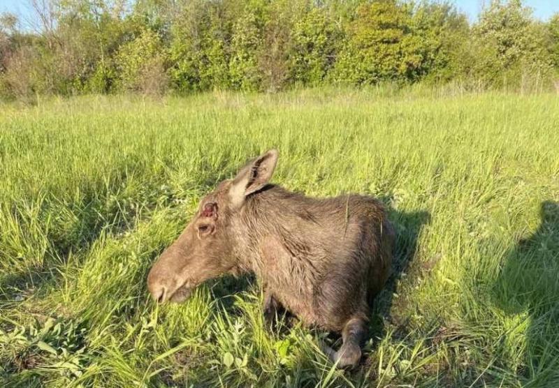 Потерянного в Самаре лося вернули в лес