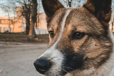 Кинолог рассказал, как определить бешенство у собак