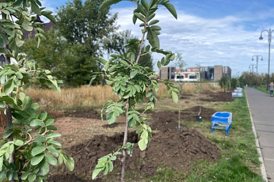 В Итальянском сквере Тольятти высадили новые деревья