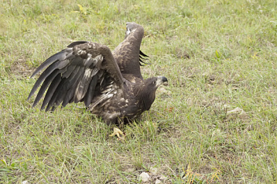 В Самарской области краснокнижный орлан вернулся обратно в природу