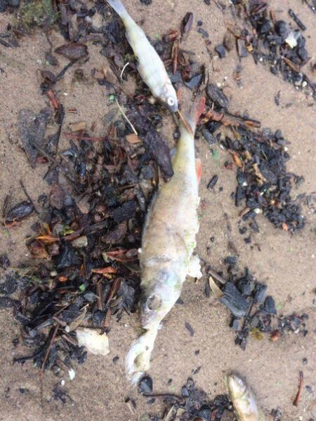 В Самарской области нашли речного монстра