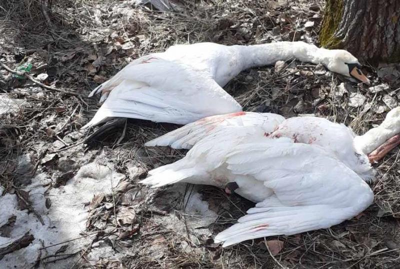 В Самарской области наказали браконьеров за убийство краснокнижных лебедей