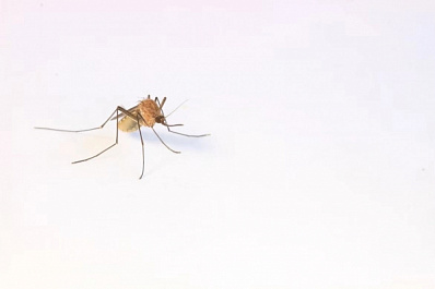 Советы аллерголога: как выбрать репелленты и что делать, если комар уже укусил