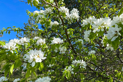 В Самарскую область во второй половине апреля придет летняя жара