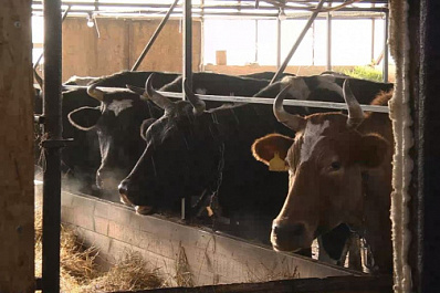 Сельхозкооперативы помогают фермерам Челно-Вершинского района