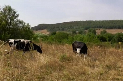 "Агростартап": грант помог многодетной семье из Похвистневского района создать молочное хозяйство