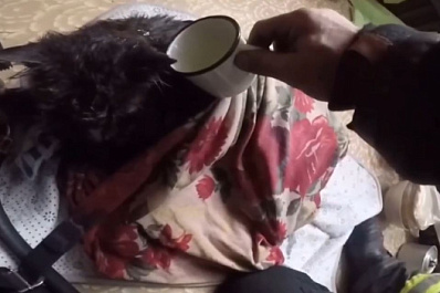 В Самарской области пожарные спасли из горящего дома черного кота