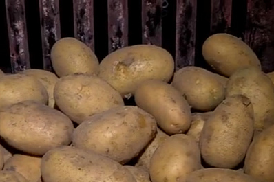 Новый самарский картофель "Джулия" пройдет испытания в полях