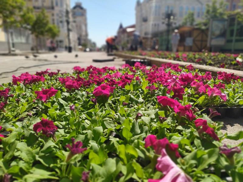 В Самаре на Ленинградской погибли цветы в клумбах из-за жары + 36 градусов и ветра