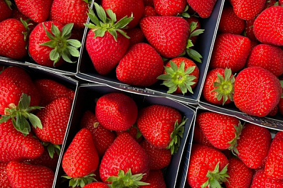 В Самарской области начался сбор садовой земляники