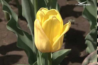 Почти 168 тысяч кв. м Самары украсят цветами