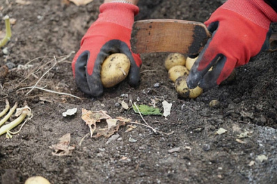 Укрыть и опрыскать: как спасти урожай от майских заморозков