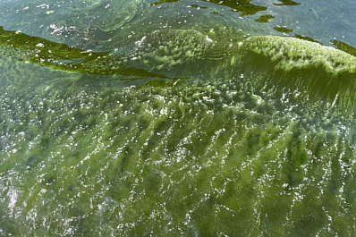 В Самарской области зацвела вода в Волге