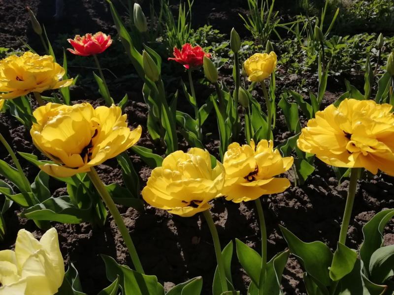 В Тольятти высаживают цветы на городских клумбах 