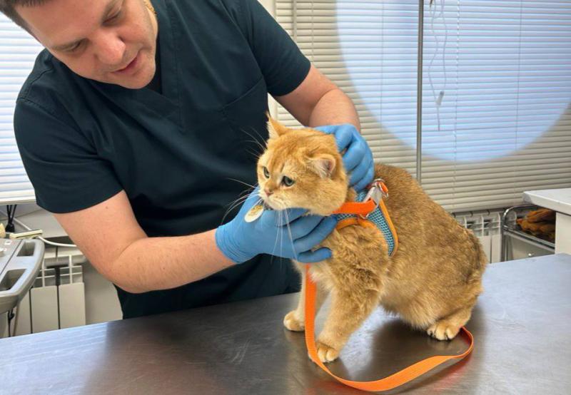 "Бабушка с мужем были против, а я люблю животных": владелица "кота-эскорта" рассказала о пикантной славе питомца и креативе в объявлениях