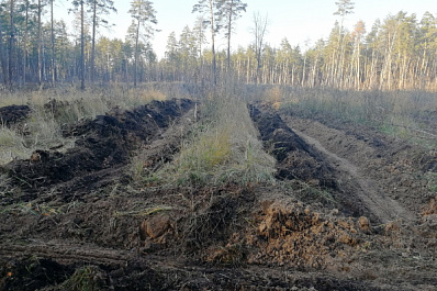 В Тольятти 4 ноября горожане и общественники высадят 9 тысяч саженцев сосны