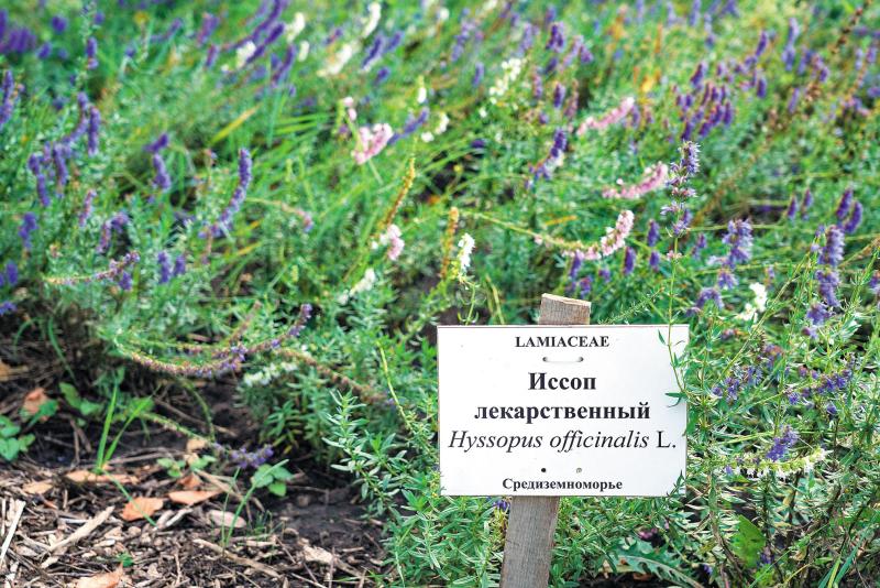 Растущий интерес: как самарские ученые исследуют лекарственную флору