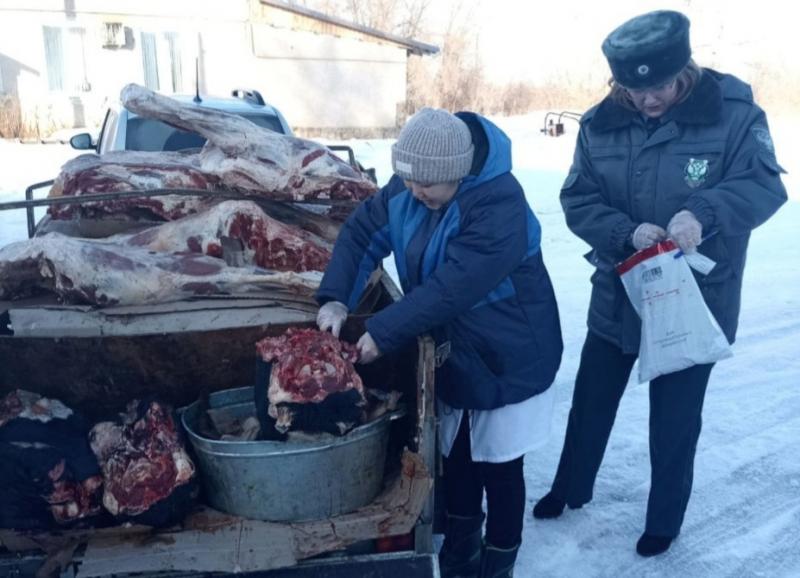 700 килограммов говядины хотели незаконно перевезти в Казахстан из Самарской области