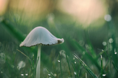 В ПФО нашли редкий гриб "Зуб дьявола"