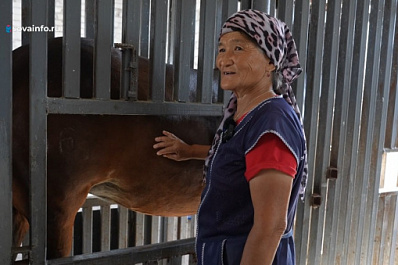 В Самарской области возрождают производство кумыса