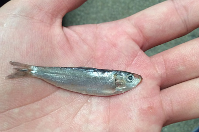 Сызранец сообщил о массовой гибели рыбы на Волге