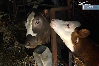 Региональный Минсельхоз принимает заявки от фермеров для участия в программе господдержки