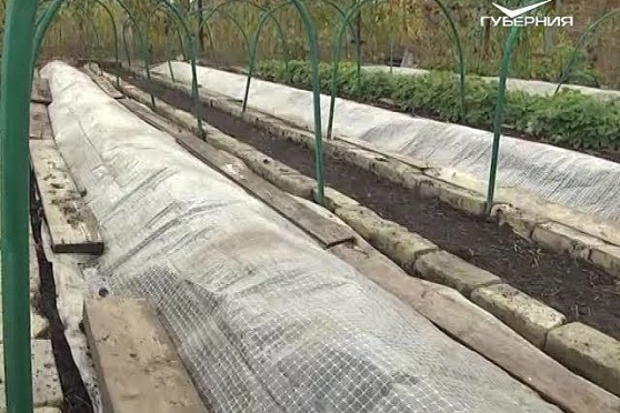 Овощные грядки. Дачные советы от 26.10.2017