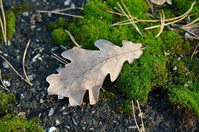 В Самарской области 23 ноября ожидается дождь и туман