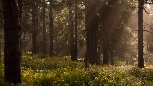 В Южном Урале около двух тысяч человек приняли участие в поисках подростка с ДЦП