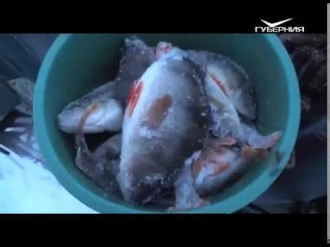 Где найти белую рыбу. Рыбацкое счастье