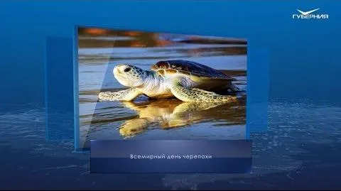 Всемирный день черепахи. Календарь губернии от 23 мая