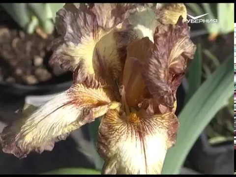 Препараты от вредителей и "коктейли" для восстановления растений. Дачные советы от 31.05.2018